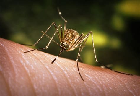 Southern California confirms 1st human case of mosquito-borne St. Louis Encephalitis since 1984